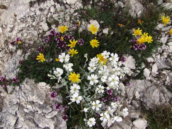 Fioriture in quota